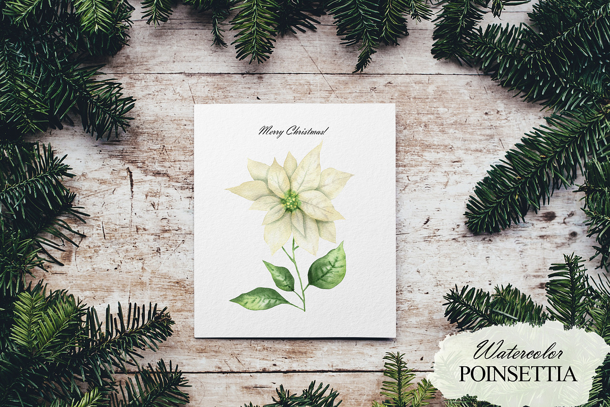 Watercolor white Poinsettia clipart, an Illustration by OlDm_Shop (Photo 9 of 11)