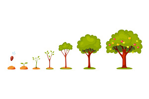 Life cycle of tree. Stylized plant, an Object Illustration by YummyBuum