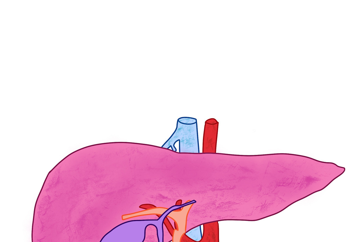 Biology & Anatomy goodnotes stickers, an Education Illustration by Noorist (Photo 25 of 32)