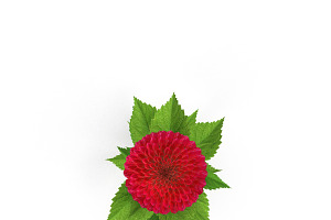 Dahlia Red