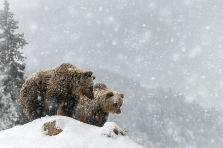 Two brown bears in winter mountain. Animal in wild winter nature, an Animal Photo by Byrdyak