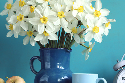 daffodils in a jug, flowers and appl, a Photo by BalaguR