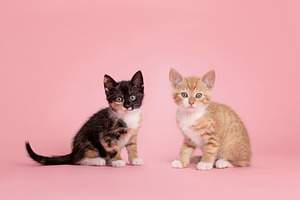 Two kittens on a pink background