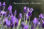 Lavandia, a Script Font by Tabita's shop (Thumbnail 3 of 5)