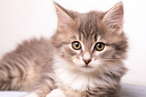Adorable fluffy gray kitten with bright eyes lying on a white background, perfe, an Animal Photo by Ales Munt