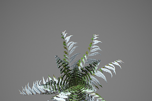 Alsophila Fern Young LOW