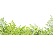 Nature border featuring background, botanical, and botany, an Arts & Entertainment Photo by rakoptonLPN (Thumbnail 3 of 4)