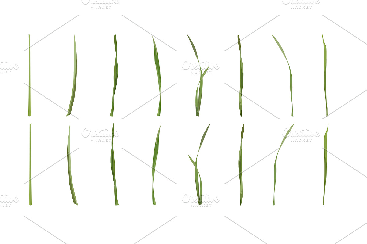 Vector object brushes. Daffodils preview 4