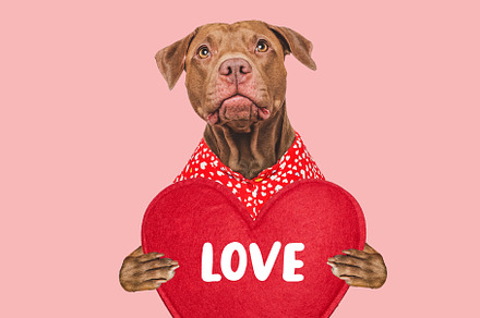 I Love You. Lovable dog and congratulatory inscription