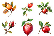 Watercolor Rose Hip Clipart, an Illustration by Watercolor design (Thumbnail 2 of 4)