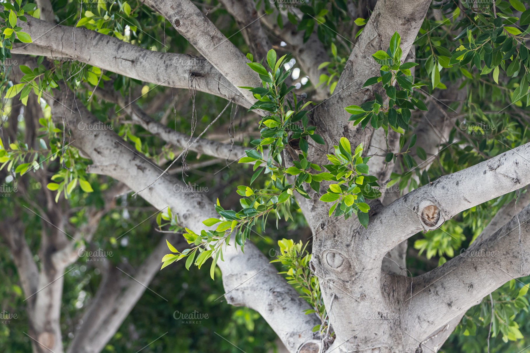Tree, a Background Photo by Sova
