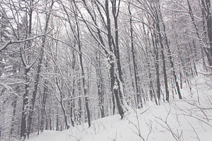 Snowy trees 01 containing snow, tree, and winter