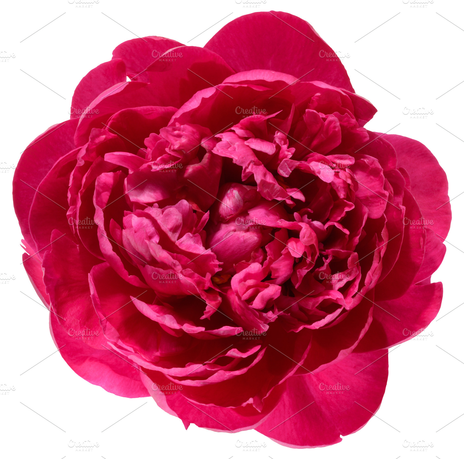 Red peony flower in full bloom, isolated background, a Nature Photo by ndanko