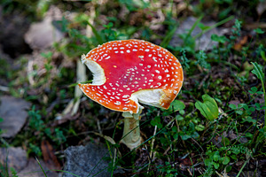 Fly agaric mushroom with bite marks in forest grass, a Nature Photo by Photostock