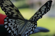 Macro Butterfly, a Nature Photo by alchemyphoto (Thumbnail 1 of 2)