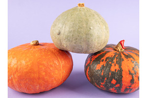 Three colorful pumpkins on purple, a Food & Drink Photo by Lifemorning