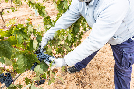 Harvesting works featuring worker, cluster, and grape