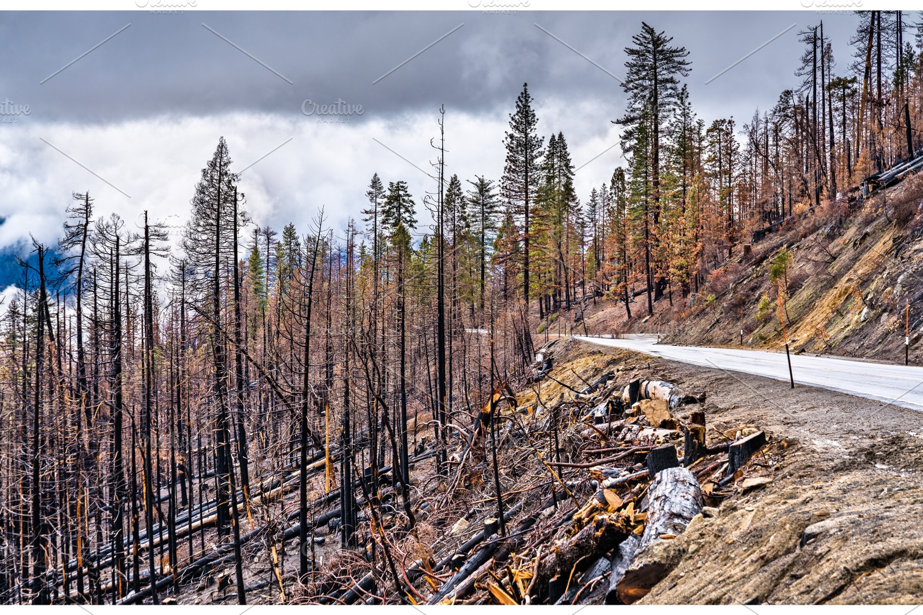 Burned down forest in yosemite stock photo containing forest and fire, a Nature Photo by Leonid Andronov
