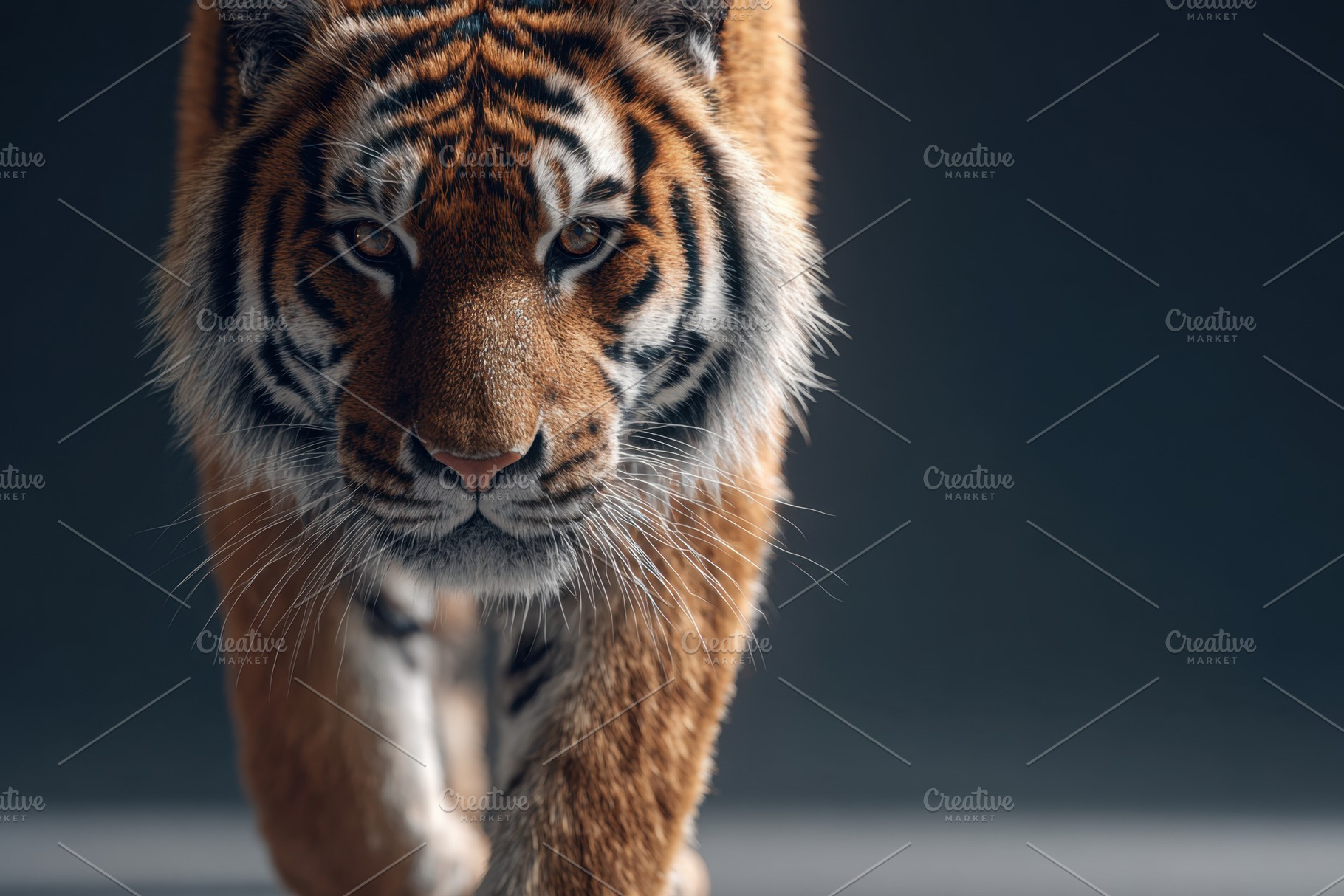 Majestic Tiger Walking on black Background, an Animal Photo by AlyaAnd