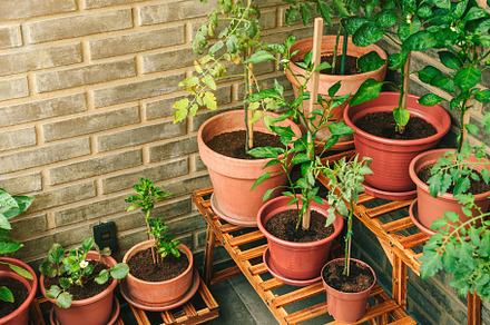 Vegetable garden on balcony corner of apartment with plants grow, a Nature Photo by davidpereiras