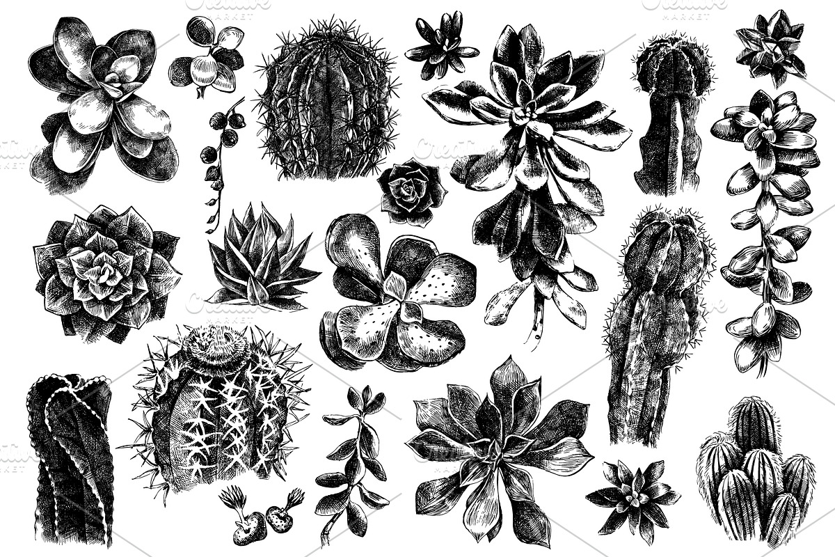 Cactuses and succulents collection, a Decorative Illustration by handsketched (Photo 7 of 7)