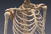 Animated internal organs, skeleton, a Characters & Person 3D Model by konstantin.ermolaev (Thumbnail 16 of 29)