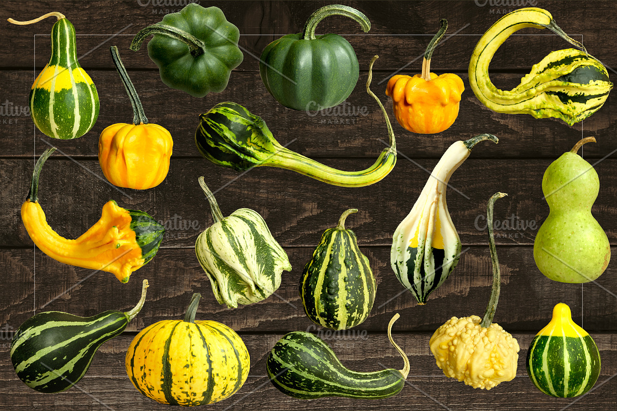 Pumpkins & Gourds - 33 Realistic, an Object Graphic by Turning Moss (Photo 3 of 6)