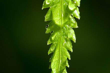Water drops on green fern stock photo containing fern and closeup, a Nature Photo by yongkiet jitwattanatam