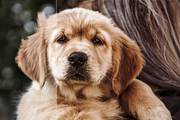 Lightroom Portait Presets (XMP+DNG), a Layer Style Add-On by yosscinematic (Thumbnail 20 of 20)