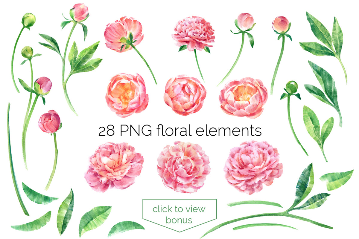 Watercolor peonies, an Illustration by ognivo (Photo 2 of 5)