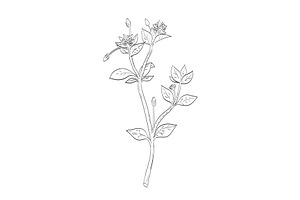 Chickweed or Stellaria Media Drawing