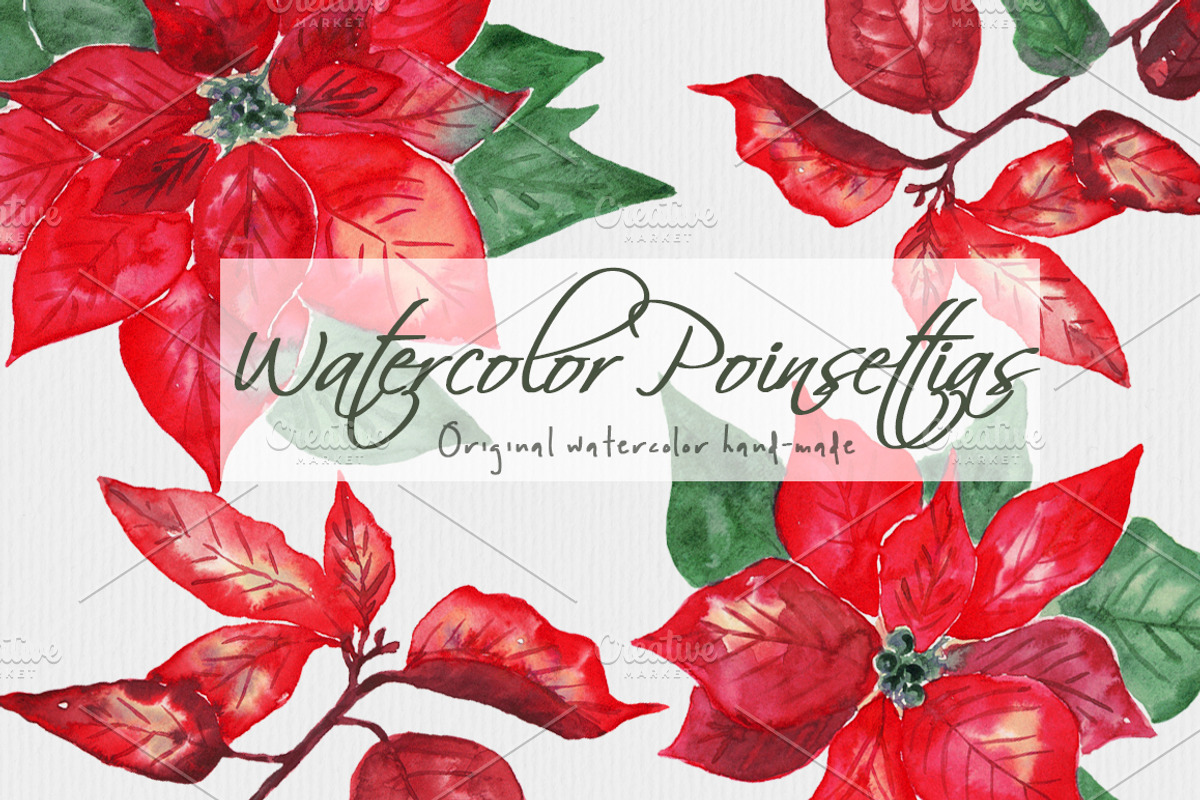 Poinsettias Flowers Christmas Set, a Decorative Illustration by MaraquelaStudio (Photo 1 of 4)