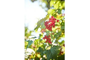 Red berries grow on lush green, a Nature Photo by IlliaBondarPhotography