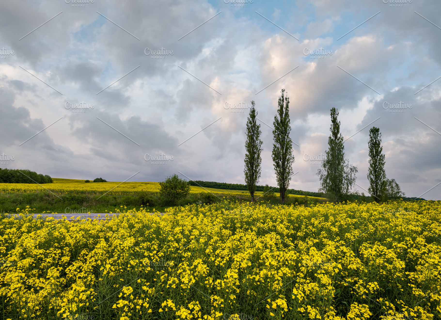 Spring rapeseed yellow blooming fields, a Nature Photo by YuriyB