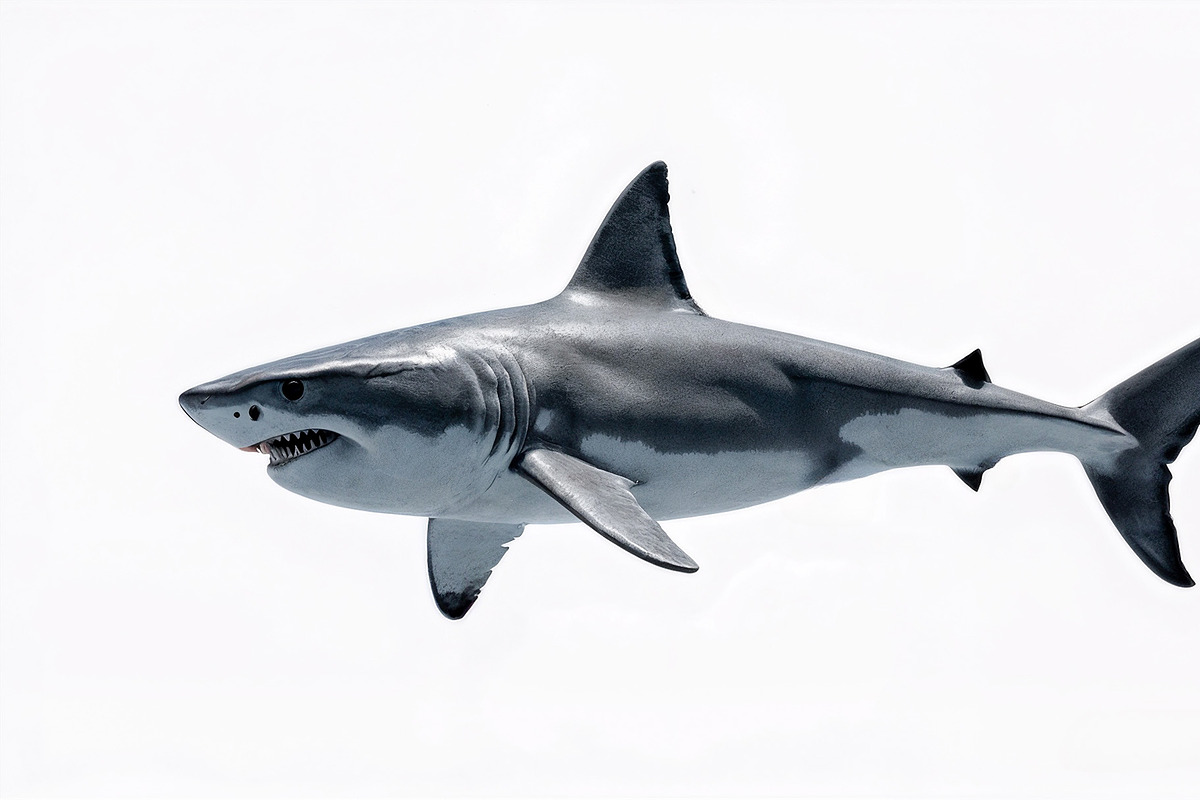 Great White Shark Graphics Bundle, an Animal Illustration by StockVerse Creative (Photo 3 of 4)