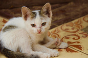White and Brown Kitten, an Animal Photo by Samaky Photography (Thumbnail 1 of 2)