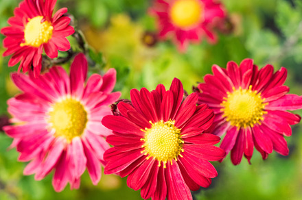 Red gerbera daisy flowers in garden