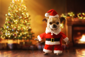 Santa Claus dog in living room with tree and gifts, a Holiday Photo by Davizro's Market