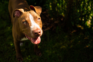 Young american staffordshire pitbull, an Animal Photo by MadPhotos