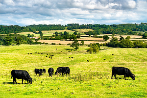 Grazing cows on a meadow in England, an Animal Photo by Leonid Andronov