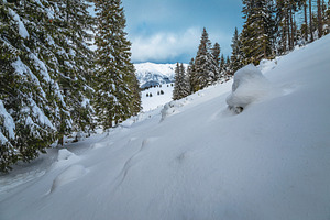 Winter landscape with snowy pines, a Nature Photo by Alpine Dreams