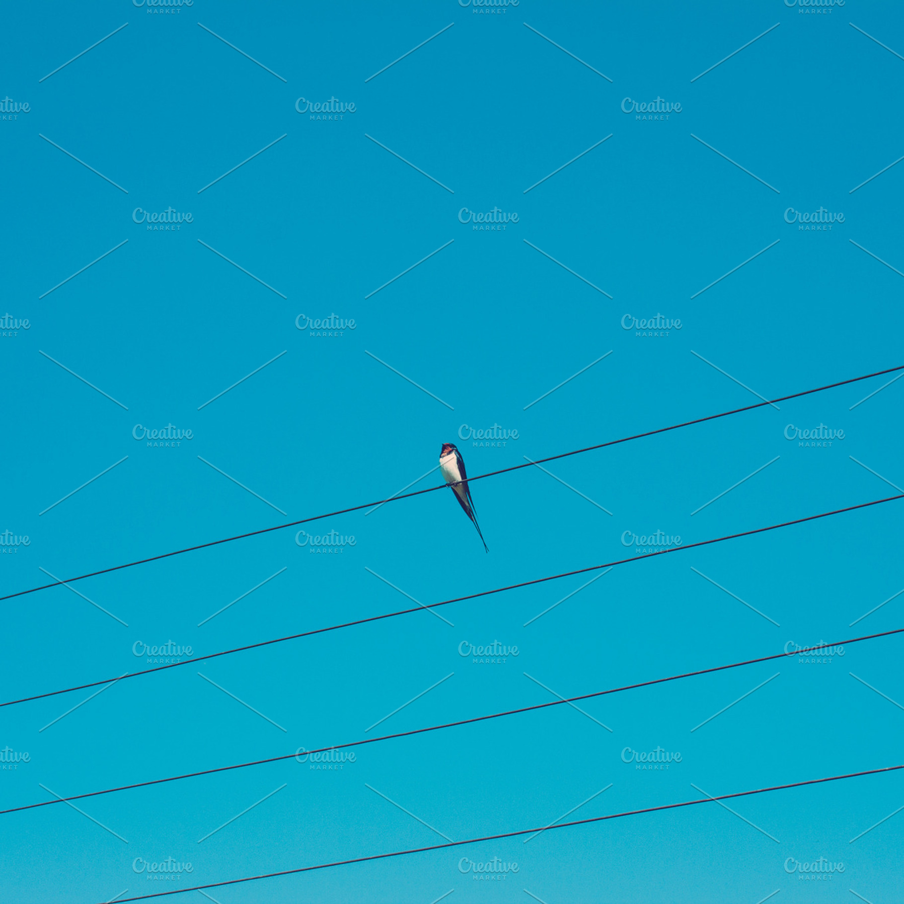Swallow On Wire