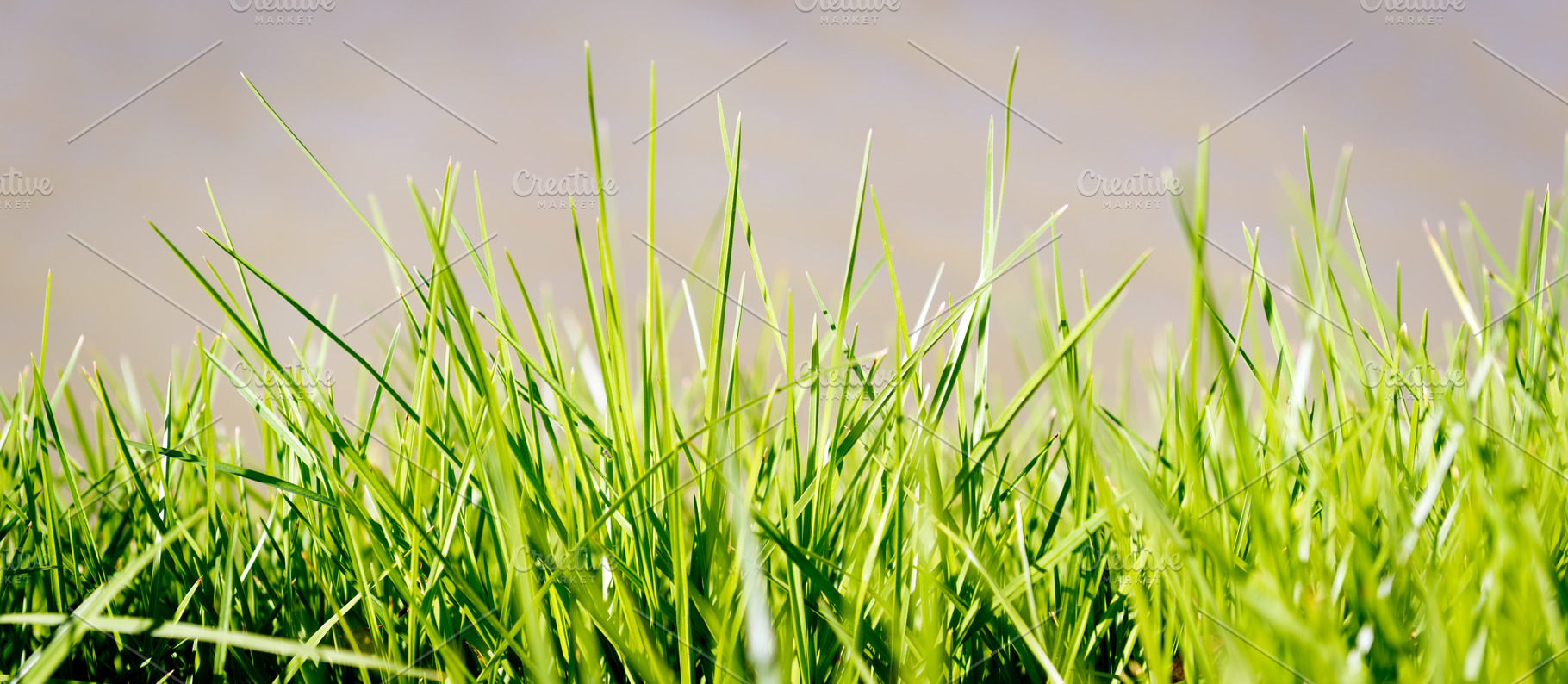 Grass Blades, a Nature Photo by THP Creative