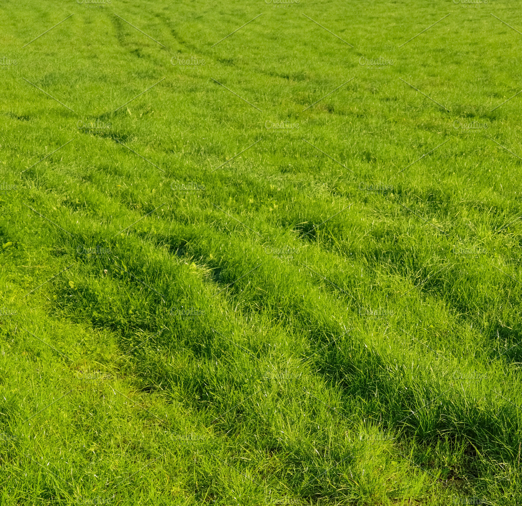 Lush green grass field featuring fresh growth and subtle vehicle, a Photo by Studio ANNA