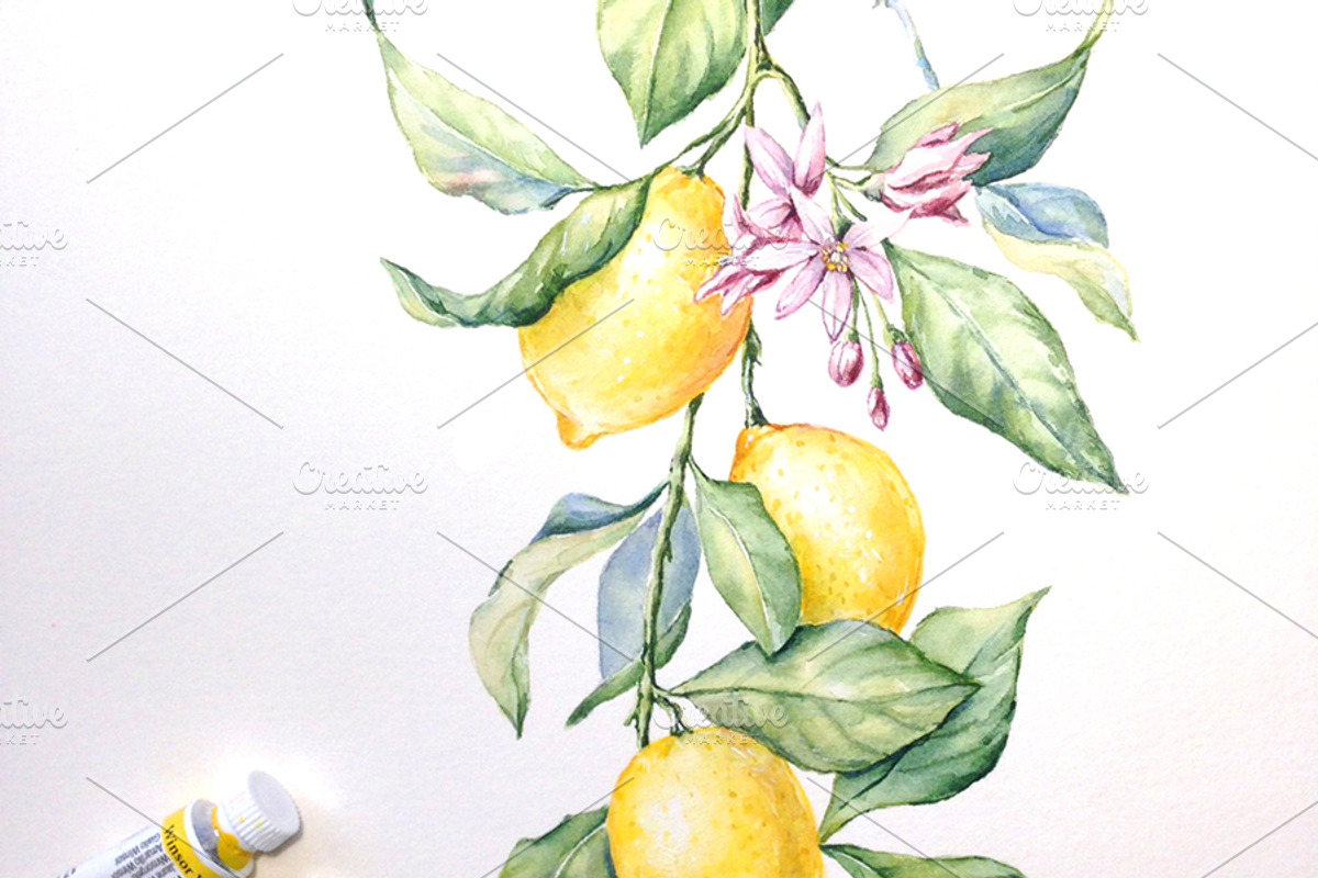 Watercolour Lemons, a Food Illustration by Botanical Art Shop (Photo 4 of 4)