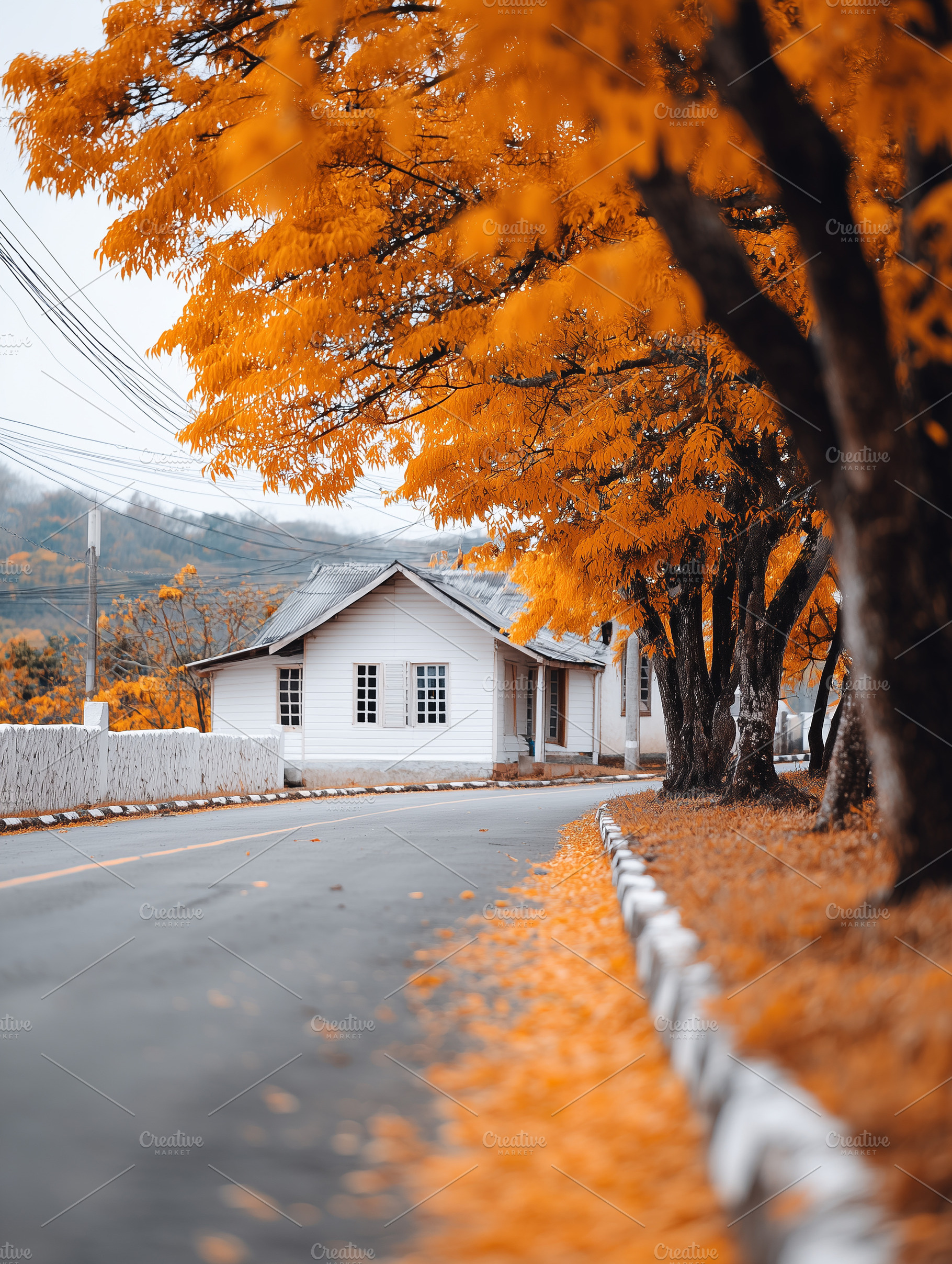Scenic autumn road lined with orange, a Nature Photo by MistyDay
