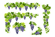 Vector set bunches of grapes, a Food Illustration by belander (Thumbnail 4 of 4)
