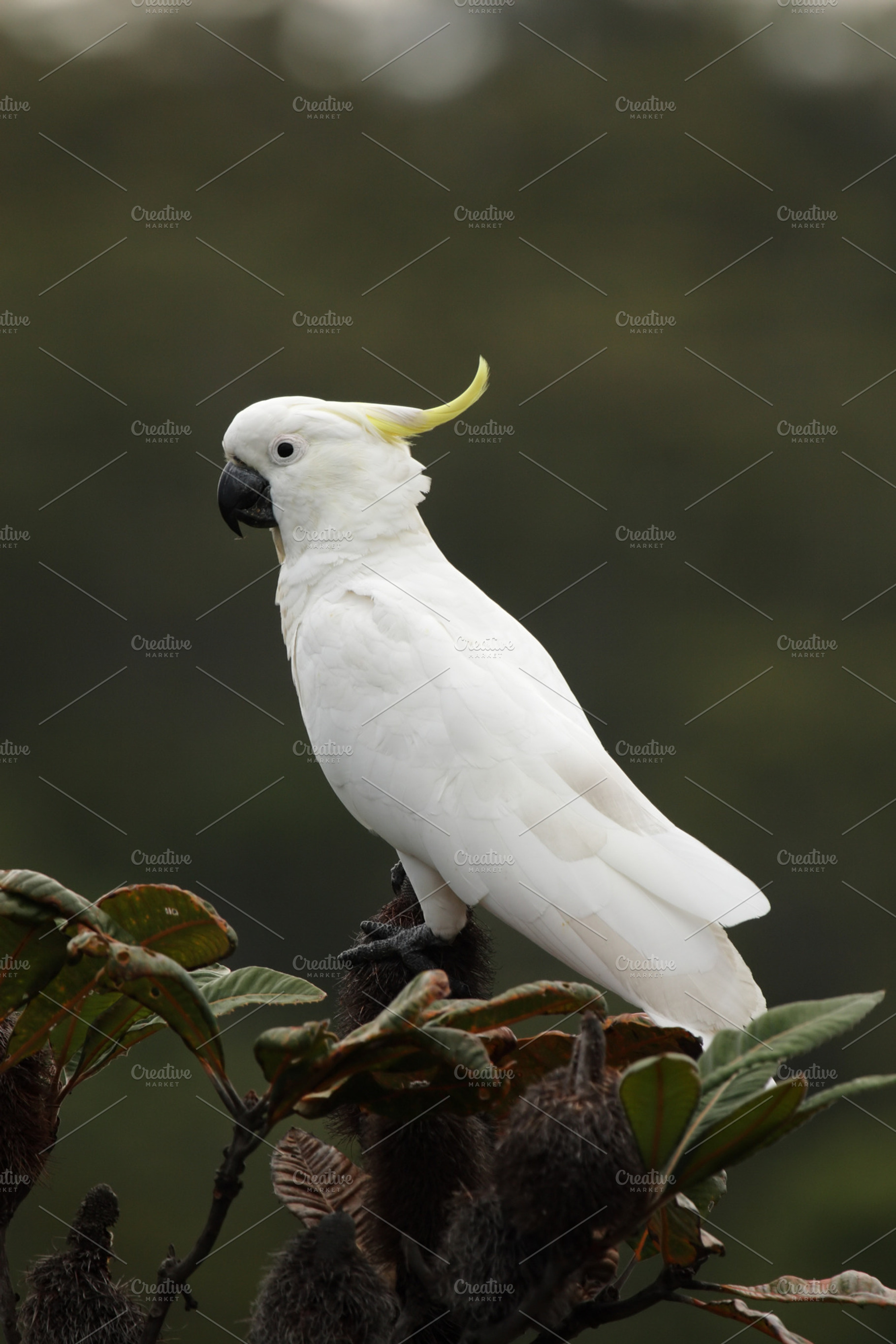 Sulphurcrested cockatoo stock photo containing cacatua galerita and fraser, an Animal Photo by DirkR