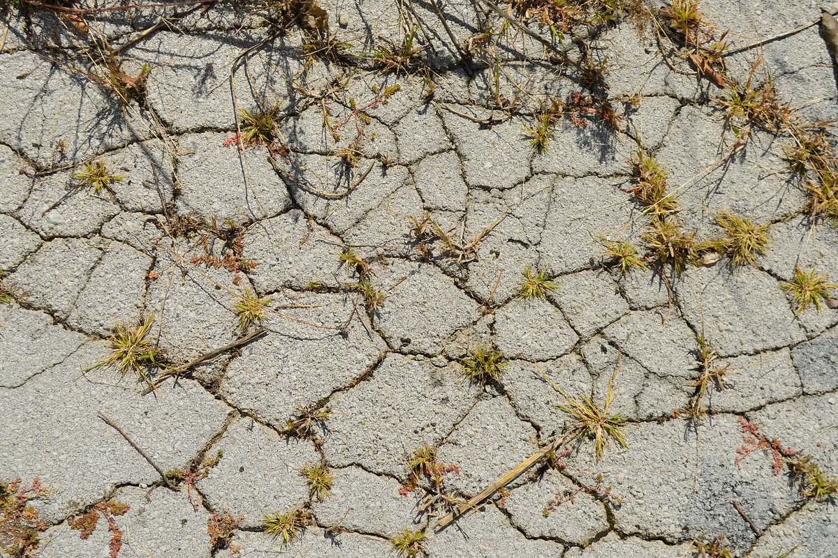 Cracked Pavement W/ Weeds Texture, a Photo by Texture Pics (Photo 1 of 2)