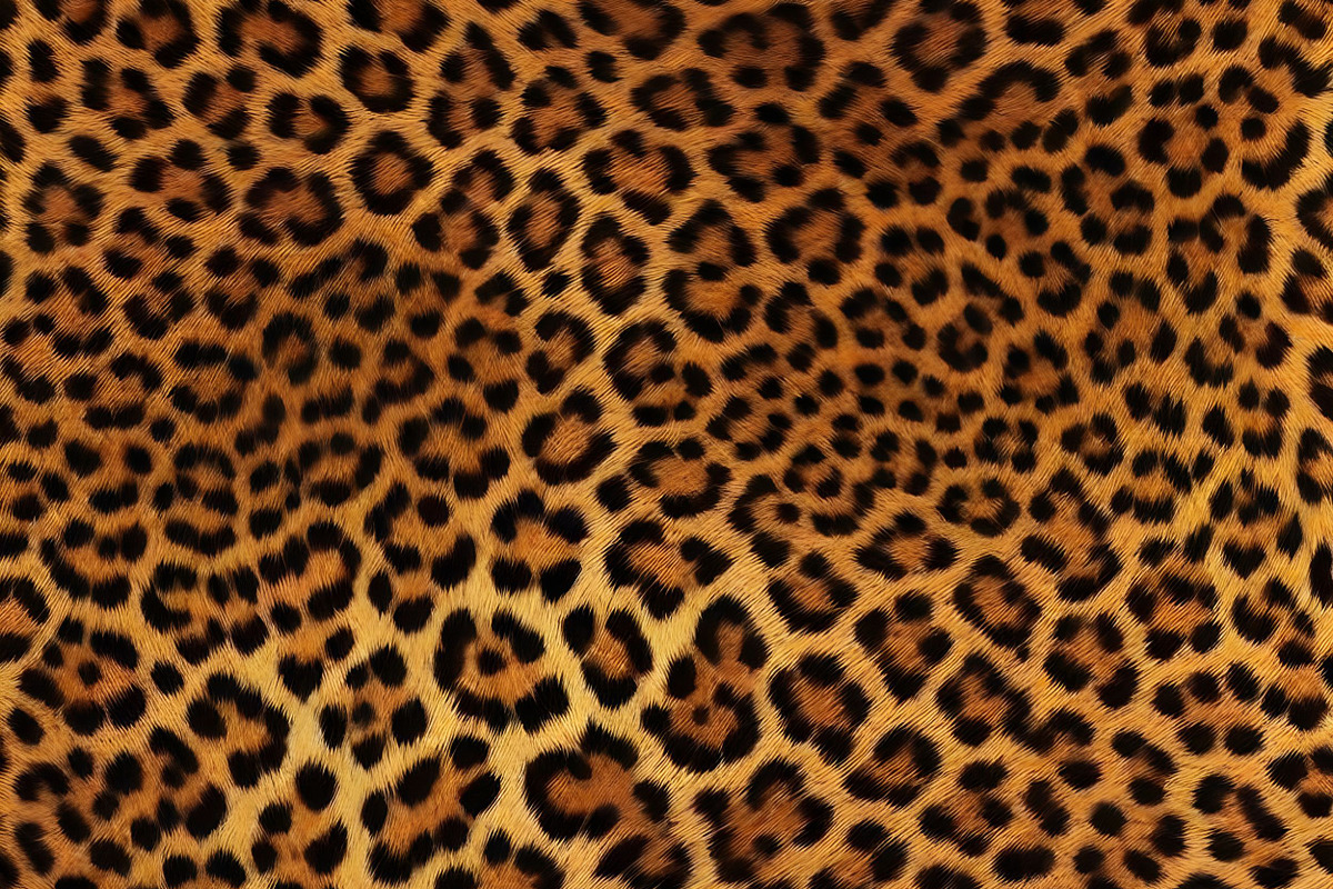 Safari Animals Skin Print Texture, a Graphic by UniqueMe (Photo 12 of 21)
